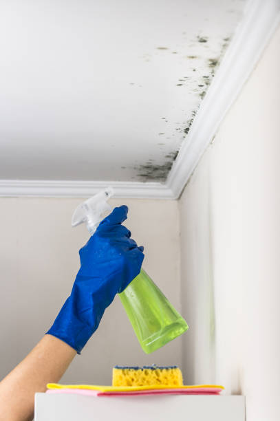 Best Kitchen Mold Remediation in Murray, KY